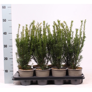 Taxus media 'Groenland'