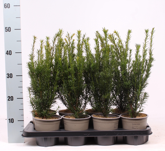 <h4>Taxus media 'Groenland'</h4>