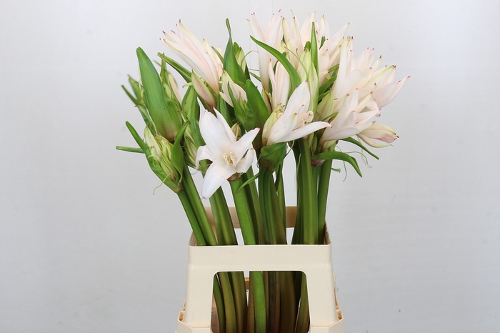 <h4>Amarcrinum 'Chapeau'</h4>