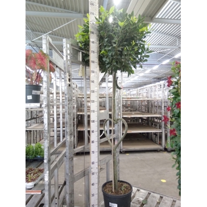 Laurus nobilis