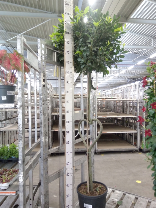 <h4>Laurus nobilis</h4>