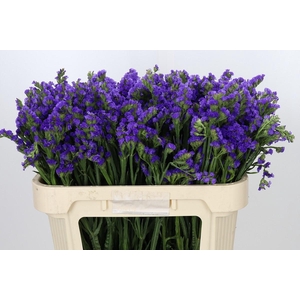Limonium Sinuatum Pippa Wings