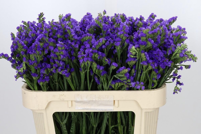 <h4>Limonium Sinuatum Pippa Wings</h4>