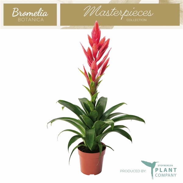 <h4>Tillandsia 'Ziva'</h4>
