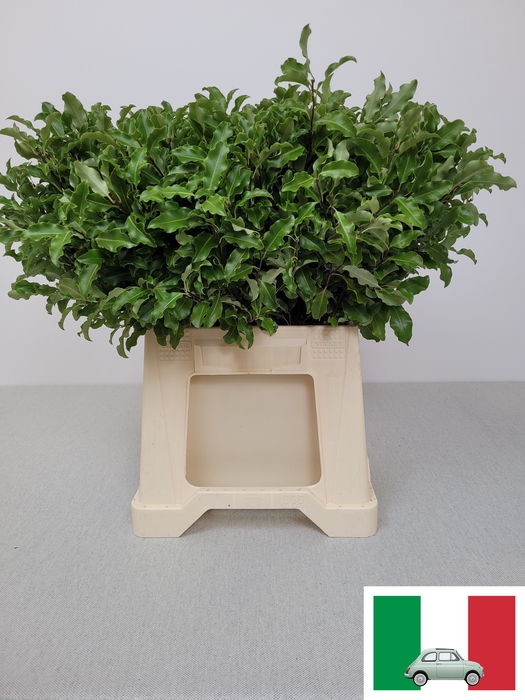 <h4>PITTOSPORUM PB TENUIFOLIUM</h4>