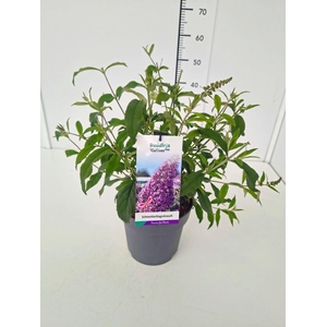 Buddleja