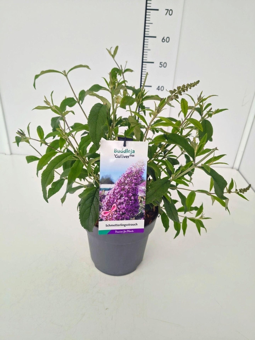 <h4>Buddleja</h4>