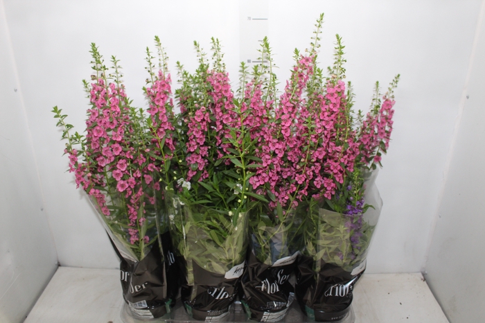 <h4>ANGELONIA P14 VARIADO</h4>