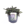 Ajuga