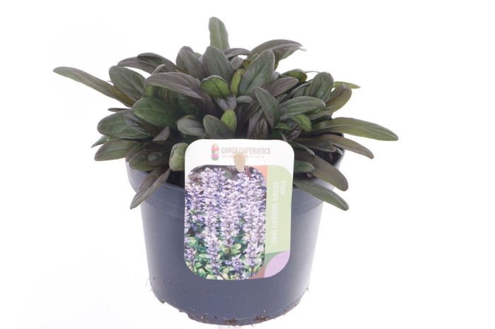 Ajuga