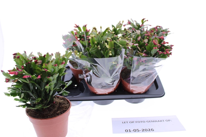 <h4>Schlumbergera overig</h4>