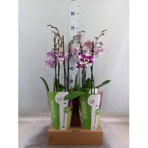 Phalaenopsis  'Ant Barcelona'