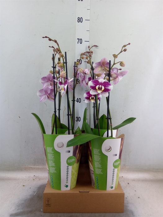 <h4>Phalaenopsis  'Ant Barcelona'</h4>