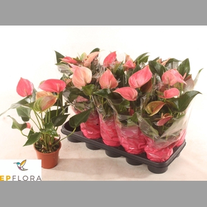 ANTHU AN ARISA PINK