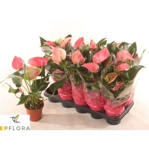 ANTHU AN ARISA PINK