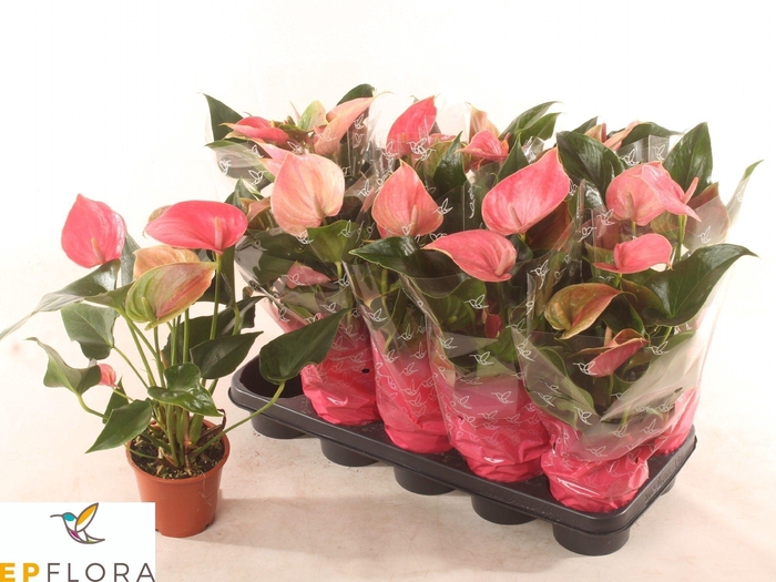<h4>ANTHU AN ARISA PINK</h4>