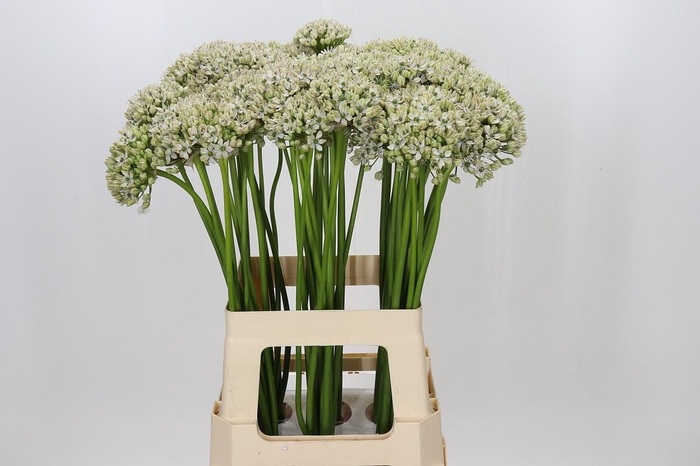 <h4>Allium Nigrum</h4>