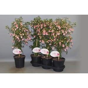 FUCHSIA OV