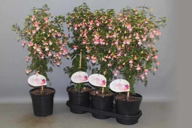 <h4>FUCHSIA OV</h4>