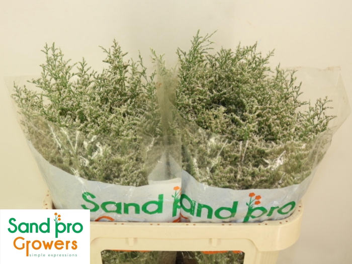 <h4>LIM MISTY WHITE</h4>