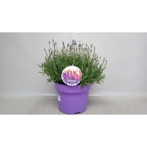 Lavandula angus. 'Hidcote'