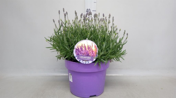 <h4>Lavandula angus. 'Hidcote'</h4>