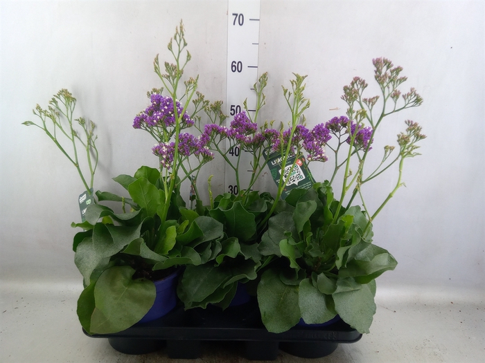 <h4>Limonium  'Salt Lake'</h4>