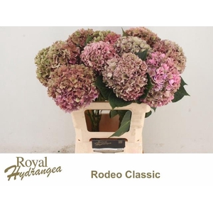 HYDR M CH RODEO CL