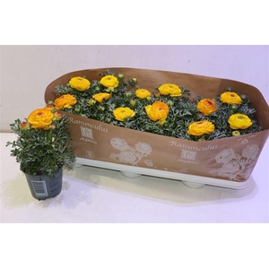 Ranun Sprink Redyell