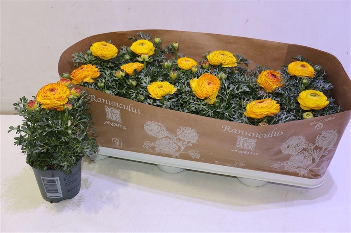 <h4>arr8 Ranun Sprink Redyell</h4>