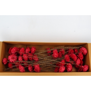 Stick Shola Zinnia Ø12 Red