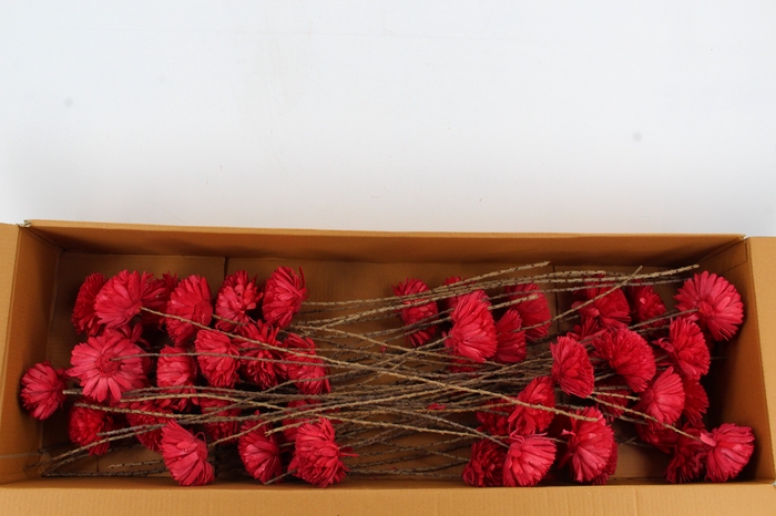 <h4>Stick Shola Zinnia Ø12 Red</h4>