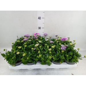 Osteospermum  '3D Pink'