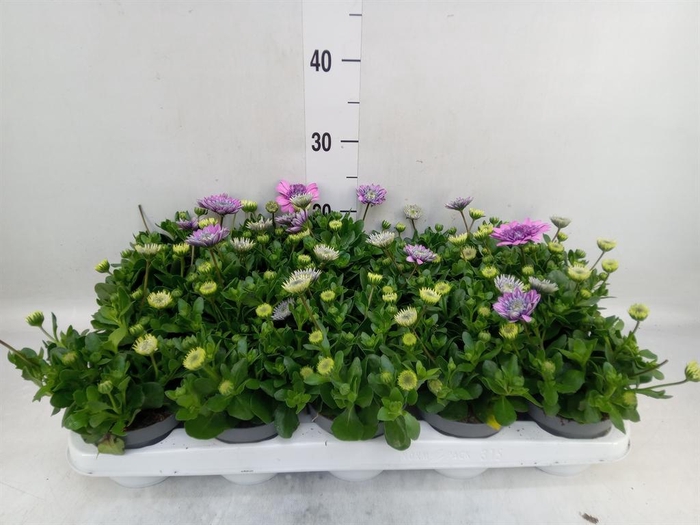 <h4>Osteospermum  '3D Pink'</h4>