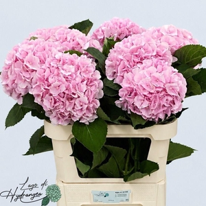 HYDR M CH VERENA