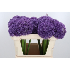 Allium Globemaster