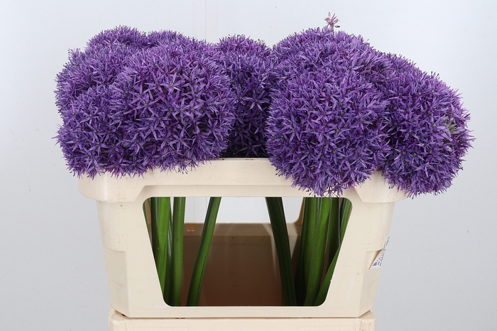 <h4>Allium Globemaster</h4>