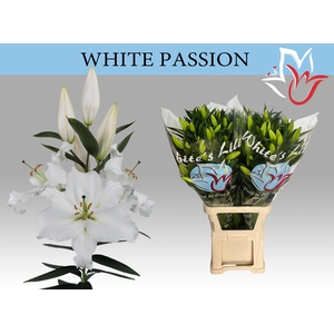 LI OR WHITE PASSION