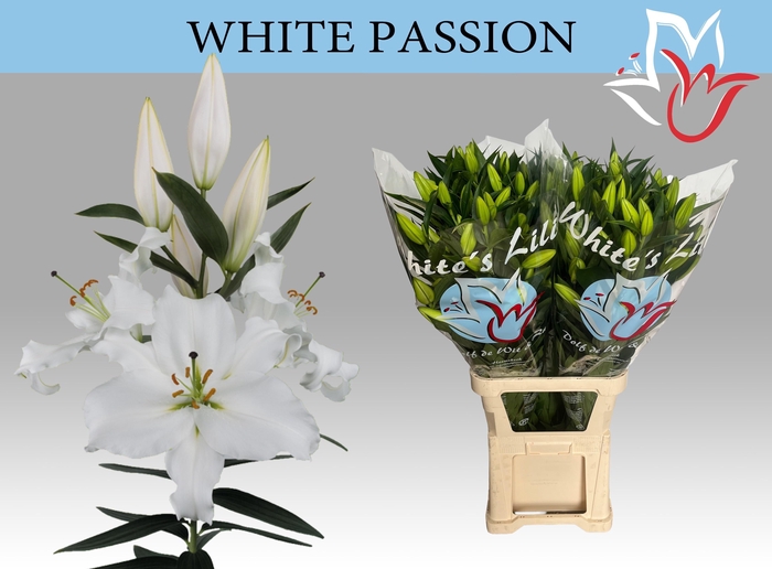 <h4>LI OR WHITE PASSION</h4>