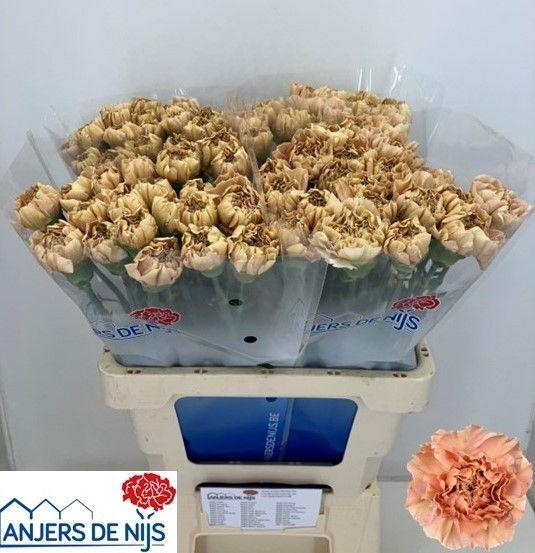 <h4>DI ST SAONA+</h4>