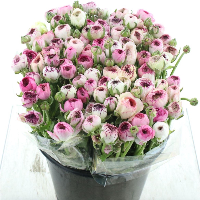 <h4>Ran El Cappuccino Pink Extra</h4>