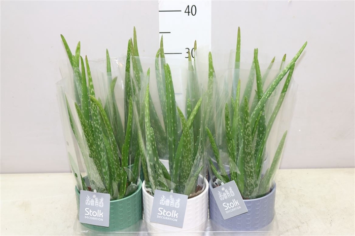<h4>Aloe Vera Expression Keramiek</h4>