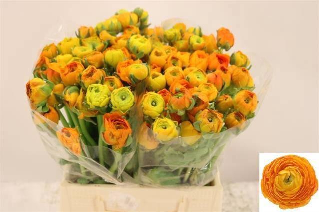 <h4>RAN EL ORANGE</h4>