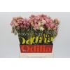 Blushing Bride Pink 6/9 Flowers