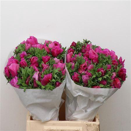 <h4>Anem Mistral Cerise Super</h4>