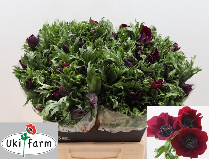 <h4>Anem Co Galil Bordeaux</h4>