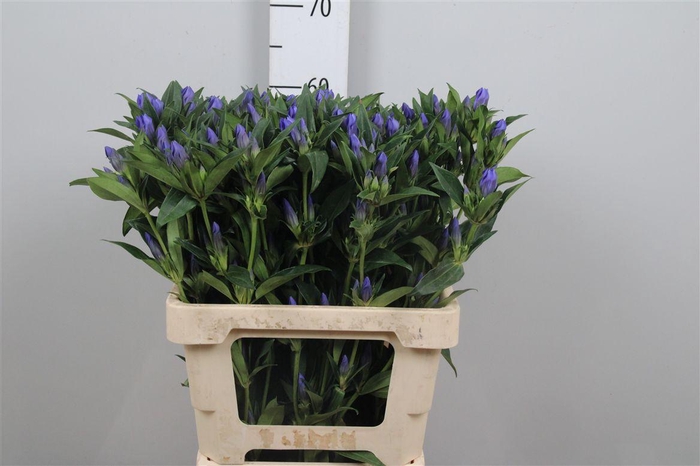 <h4>Genti Kagayaki</h4>