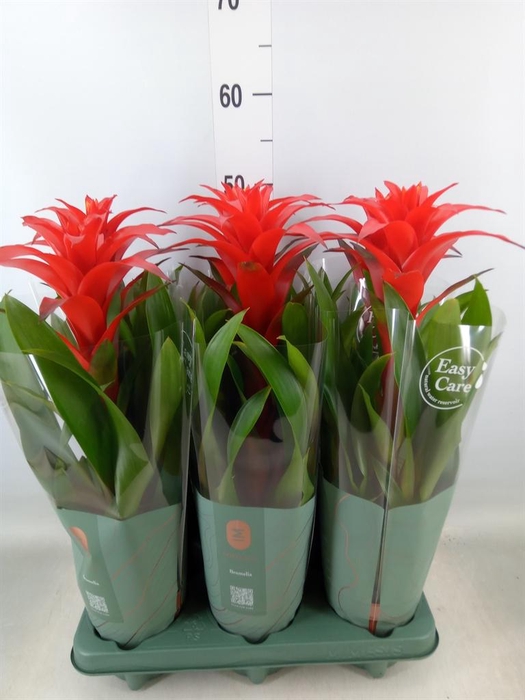<h4>Guzmania  'Calypso'</h4>