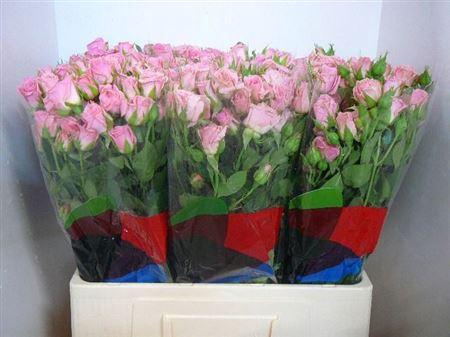 <h4>R Tr Odilia</h4>