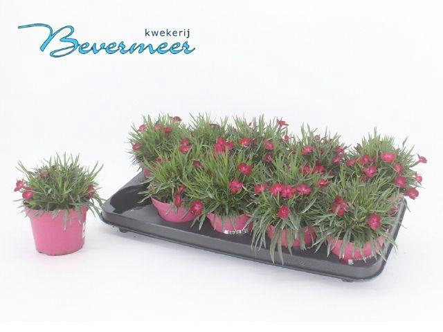 <h4>DIAN DI RED FLASH</h4>